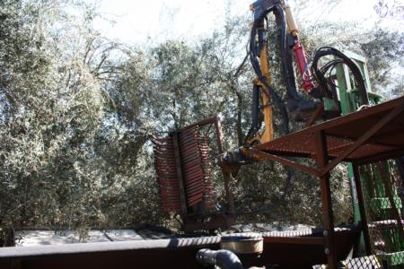 Hutchinson canopy-sharing harvester in olive orchard: in the row